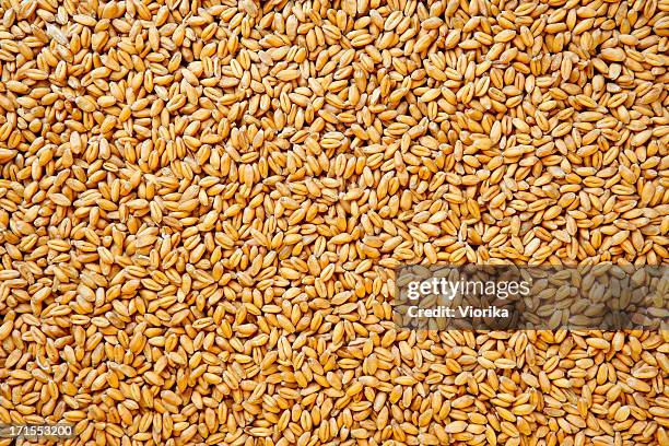 WHEAT